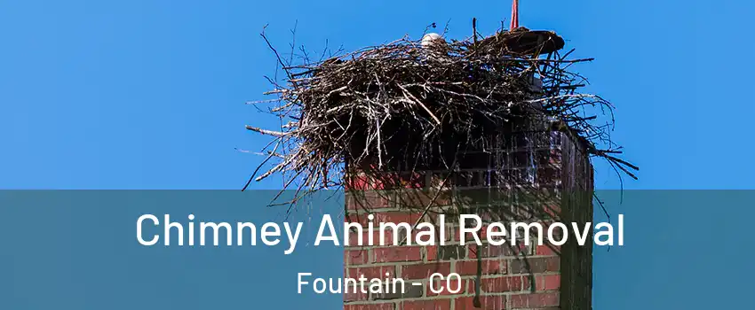 Chimney Animal Removal Fountain - CO