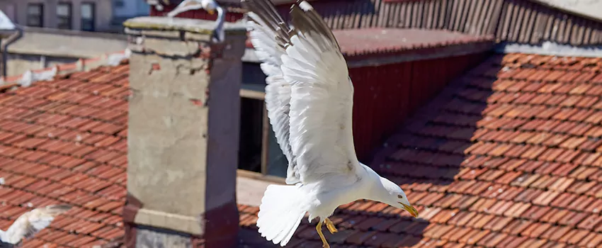 Residential Chimney Animal Removal Solution in Fountain, CO