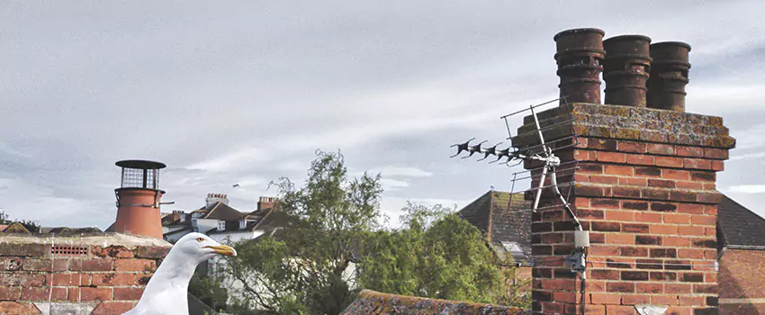 Chimney Cleaning And Restoration in Fountain, Colorado